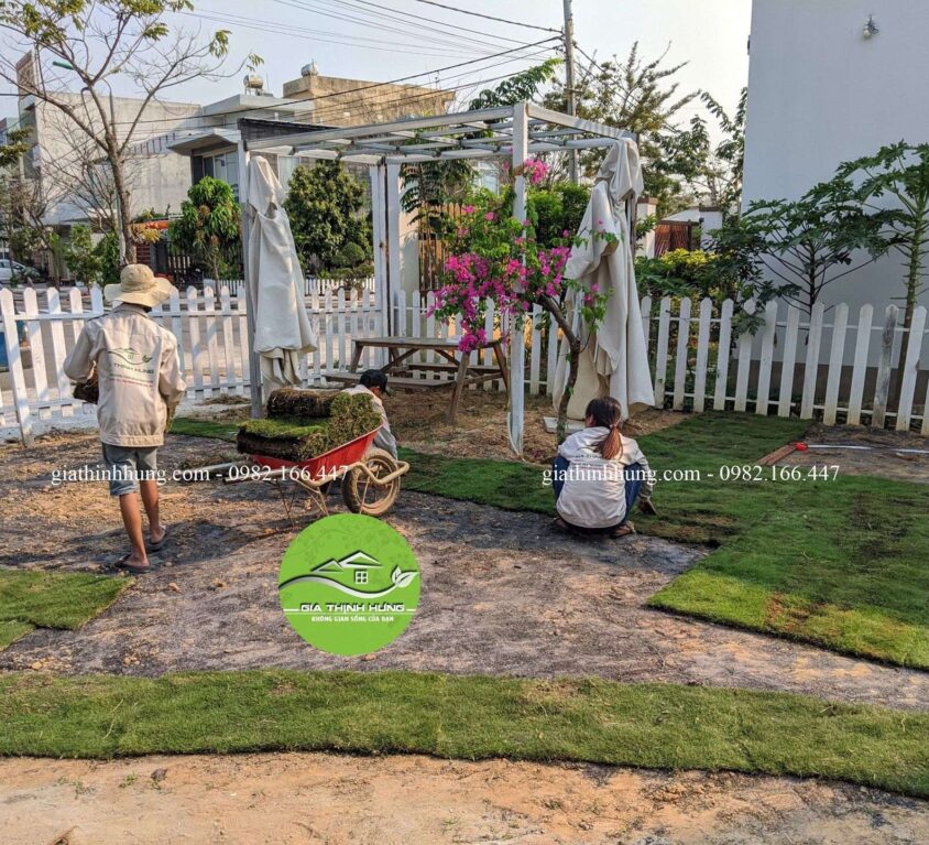 Trồng cỏ nhung sân vườn – TP Đà Nẵng